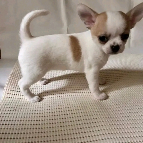 Family Trained Teacup Chihuahua puppies (male and female) available. Image eClassifieds4u