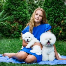 Bichon Frise Puppies Ready For Adoption Image eClassifieds4U
