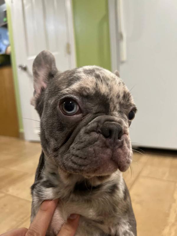 Very Playful French Bulldog Puppies For Adoption Image eClassifieds4u