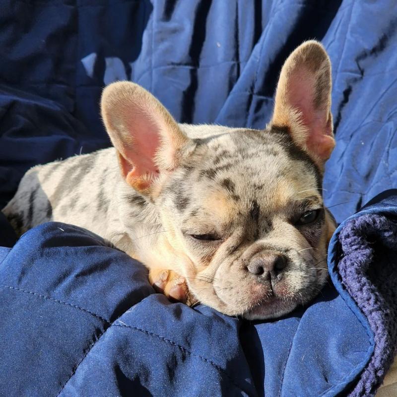 Very Playful French Bulldog Puppies For Adoption Image eClassifieds4u