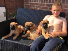 Home raised BullMastiff puppies for rehoming