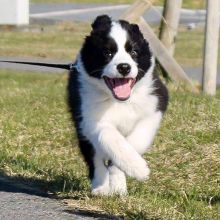 11 Weeks Old Border Collie Puppies for Adoption. Text at : 289-216-4308