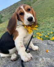 Basset Hound Puppies Ready For Adoption
