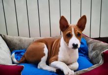 Cute Basenji Puppies for adoption. Text at : 289-216-4308