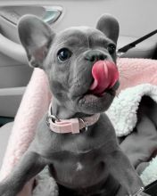 French BULLDOG Puppies Ready For Adoption