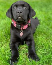 Magnificent Labrador Retriever Puppies Available. Text at : 289-216-4308