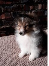 Purebred Sheltie Puppies available. Text at : 289-216-4308