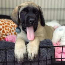 Well Bred Healthy Fawn English Mastiff Puppies. Text at : 289-216-4308
