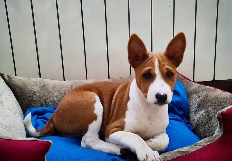 Cute Basenji Puppies for adoption. Text at : 289-216-4308 Image eClassifieds4u