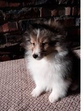 Purebred Sheltie Puppies available. Text at : 289-216-4308 Image eClassifieds4U