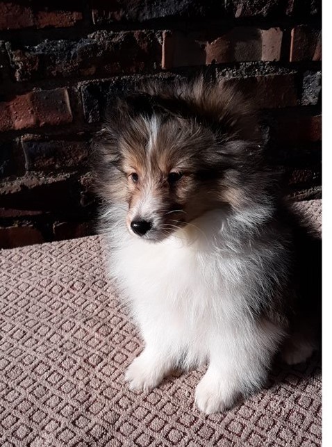 Purebred Sheltie Puppies available. Text at : 289-216-4308 Image eClassifieds4u