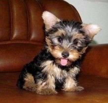 Cute Teacup Yorkie puppies available for re-homing.