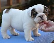 Lovely Pedigree English Bulldog puppies for Re homing.