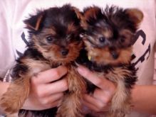 Very Playful Teacup Yorkie puppies available for adoption
