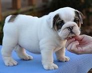 Lovely Pedigree English Bulldog puppies for Re homing. Image eClassifieds4u
