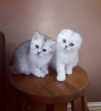 Cutest Socialized Scottish Fold Kittens