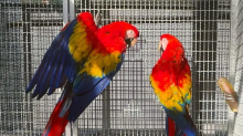 definet Scarlet Macaw Parrots Needing New Homes