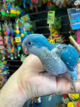 feeding sweet baby Blue Quaker Parrots