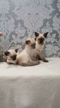 Four healthy Siamese kittens available now.