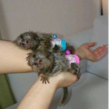 Hand raise Marmoset Monkeys For Rehoming