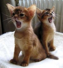 hansum and ready Abyssinian kittens