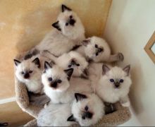 hery Awesome Male And Female Ragdoll Kittens