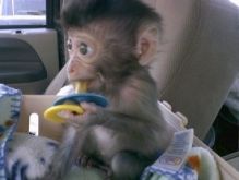 lari Tamed Capuchin Monkeys