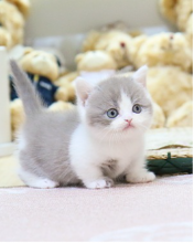 lovely and sexy Munchkin kittens