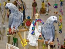 Raise and fal Beautiful Baby African Grey Parrots