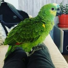 Sweet and Cute Amazon Parrots