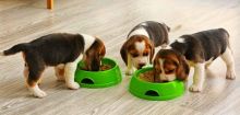 Tri-color Beagle Puppies for adoption