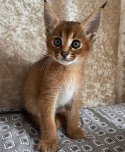 will train caracal kittens