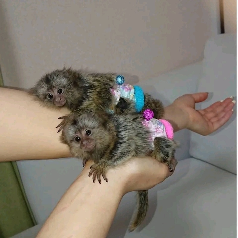 Hand raise Marmoset Monkeys For Rehoming Image eClassifieds4u