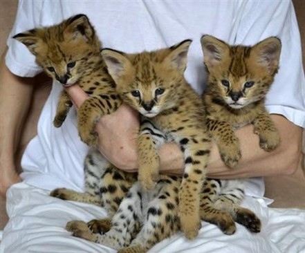 irish hllo Gorgeous Savannah Kittens Image eClassifieds4u