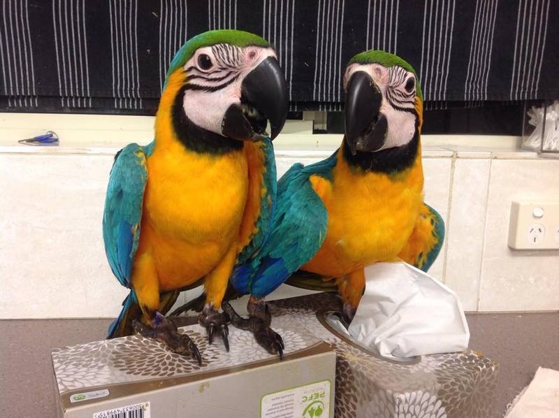 jelary Blue And Gold Macaw Parrots For Pet Lovers Image eClassifieds4u