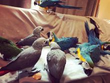 denis moline African grey and Blue and Gold Macaw parrots available now. Image eClassifieds4U