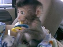 lari Tamed Capuchin Monkeys Image eClassifieds4U
