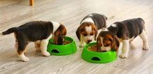 Tri-color Beagle Puppies for adoption Image eClassifieds4U