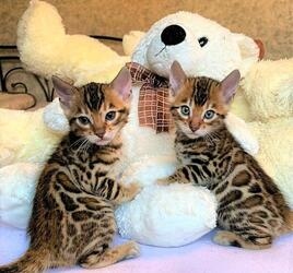 Socoline Beautiful Bengal Kittens Image eClassifieds4u