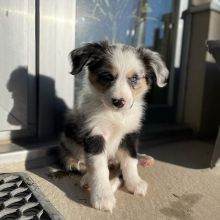 Australian Shepherd Puppies Ready For Adoption