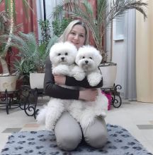 Bichon Frise Puppies Ready For Adoption