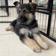 German Shepherd puppies Ready For Adoption