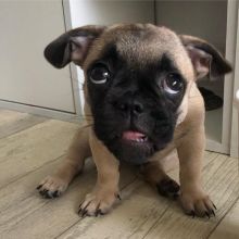 Pug Puppies Ready For Adoption