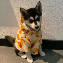 Pomsky Puppies Ready For Adoption Image eClassifieds4U