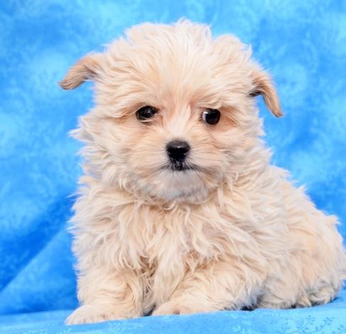 Affectionate Male and Female Shihpoo Puppies Image eClassifieds4u
