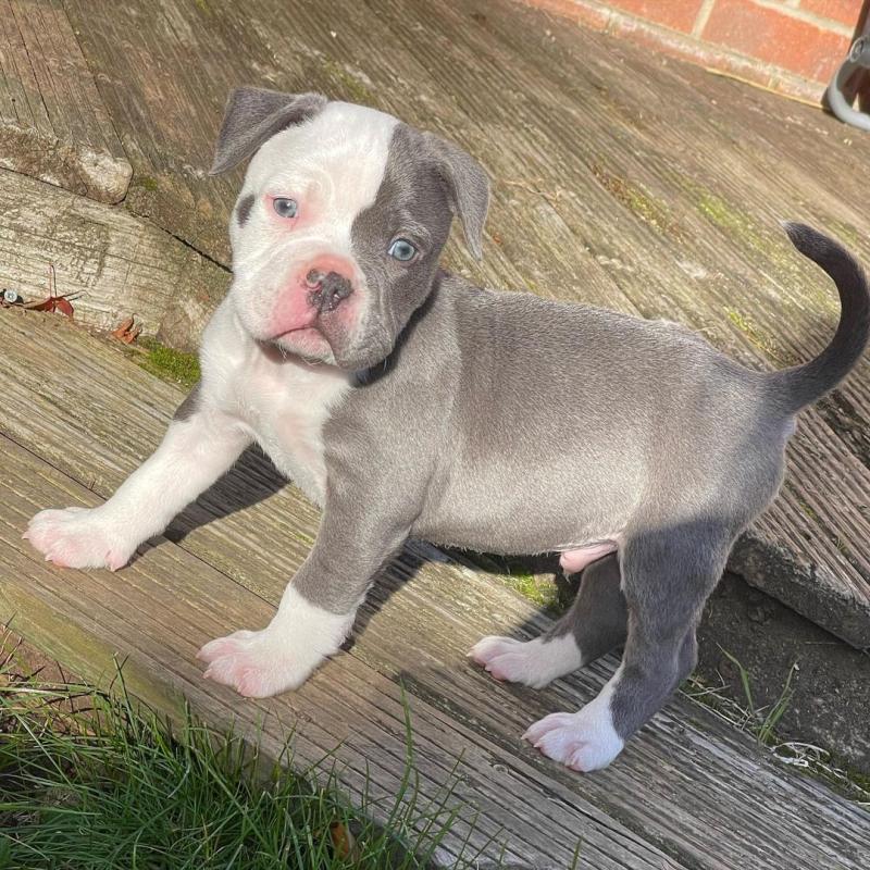 CKC American Pocket Bully Puppies for New Homes Image eClassifieds4u