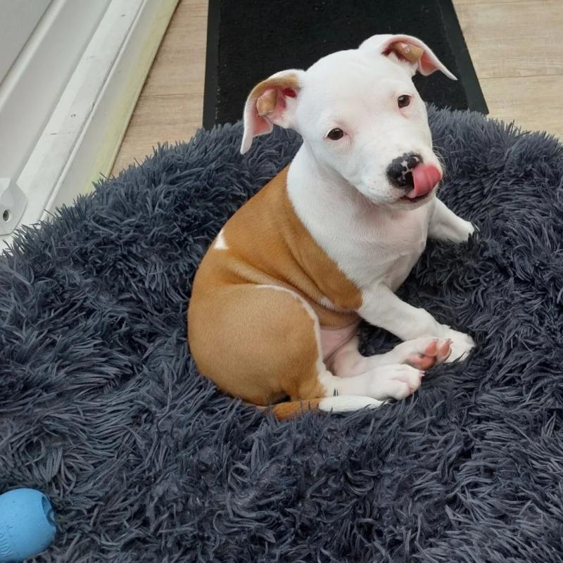 CKC Male and Female American Staffordshire Terrier Puppies Image eClassifieds4u