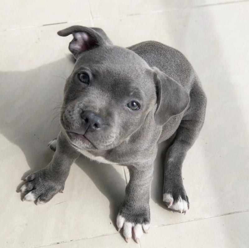 CKC Male and Female American Staffordshire Terrier Puppies Image eClassifieds4u