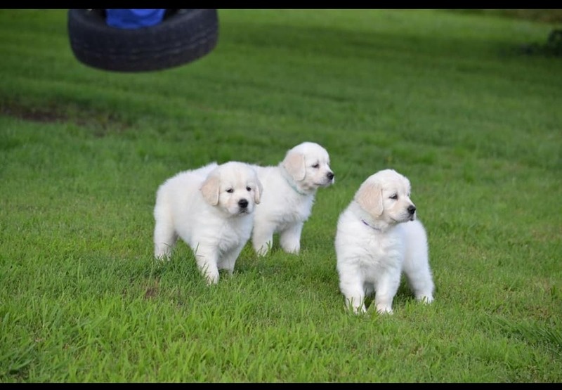 Excellent Labrador Retriever Puppies Image eClassifieds4u