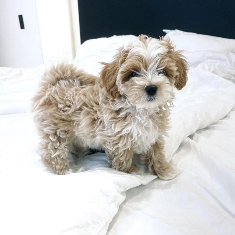 🟥🍁🟥 LOVELY MALTPOO PUPPIES 🐶🐶 SEEKING A GOOD HOME🟥🍁🟥 Image eClassifieds4u